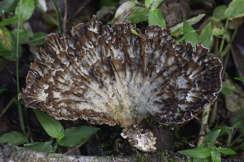 fungus - madagascar